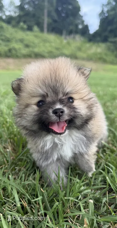millie  – Pomeranian puppy for sale in Winston-Salem, NC