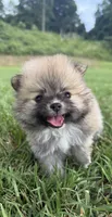 millie , a female Pomeranian for sale in Winston-Salem, NC – 1 of 7