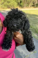 mia (toy cavapoo), a female Cavalier King Charles Spaniel and Poodle - Toy  for sale in Winston-Salem, NC – 8 of 9