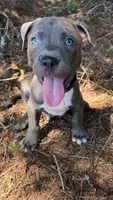 marlo (blue brindle pitbull puppy), a male American Pit Bull Terrier for sale in Greensboro, NC – 7 of 9