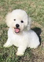 ollie (schnoodle) , a male Miniature Schnauzer and Poodle - Toy  for sale in Winston-Salem, NC – 7 of 9