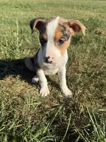 gigi, a female Bull Terrier and American Pit Bull Terrier for sale in Bronx, NY – 5 of 5