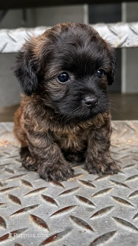 Marley (toy yorki-poo – Yorkshire Terrier, Poodle - Toy  puppy for sale in Winston-Salem, NC