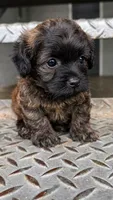 Marley (toy yorki-poo, a male Yorkshire Terrier and Poodle - Toy  for sale in Winston-Salem, NC – 1 of 5