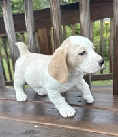 mimi, a  Basset Hound and Dachshund for sale in Greensboro, NC – 6 of 9