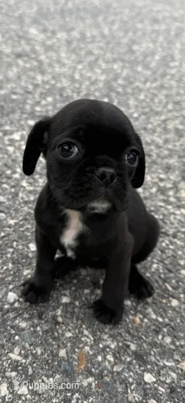 oscar (chug puppy) – Chihuahua, Pug puppy for sale in Winston-Salem, NC