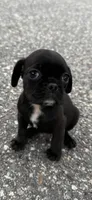 oscar (chug puppy), a male Chihuahua and Pug for sale in Winston-Salem, NC – 1 of 6