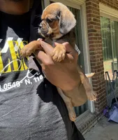 lili (chug puppy), a female Chihuahua and Pug for sale in Winston-Salem, NC – 4 of 6