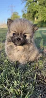 Lucy, a female Pomeranian for sale in Winston-Salem, NC – 7 of 9