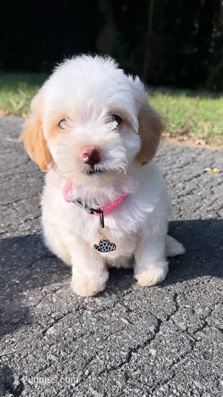 Lulu – Maltipoo puppy for sale in Winston-Salem, NC