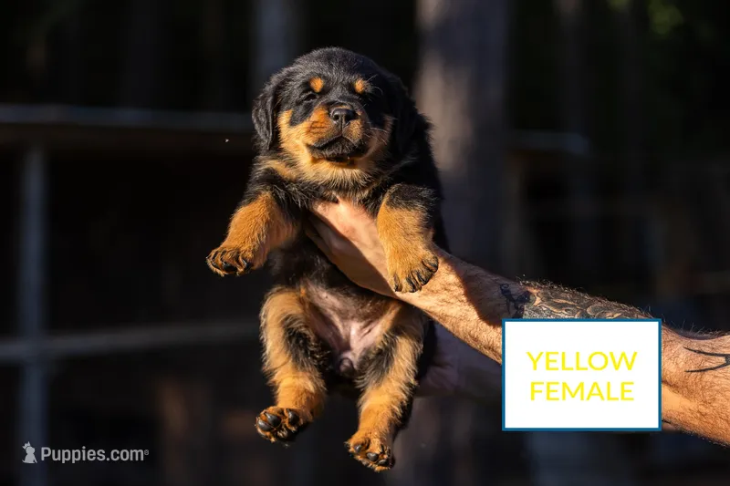 Yellow  – Rottweiler puppy for sale in Edgemoor, SC