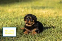 Yellow , a female Rottweiler for sale in Edgemoor, SC – Photo 2 of 2