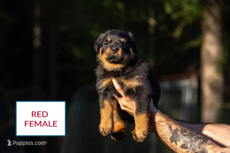 Red female – Rottweiler puppy for sale in Edgemoor, SC
