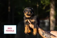 Red female, a female Rottweiler for sale in Edgemoor, SC – Photo 1 of 2