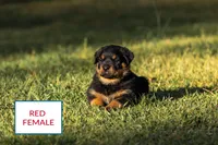 Red female, a female Rottweiler for sale in Edgemoor, SC – Photo 2 of 2