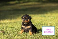 Pink, a female Rottweiler for sale in Edgemoor, SC – Photo 2 of 2