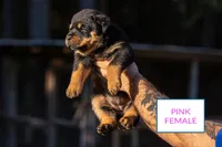 Pink, a female Rottweiler for sale in Edgemoor, SC – Photo 1 of 2