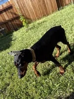 European Doberman puppy, a female Doberman Pinscher for sale in Sacramento, CA – Photo 3 of 4