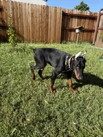 European Doberman puppy, a female Doberman Pinscher for sale in Sacramento, CA – Photo 4 of 4