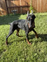 European Doberman puppy, a female Doberman Pinscher for sale in Sacramento, CA – Photo 1 of 4