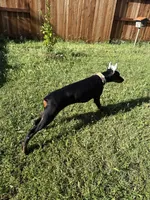 European Doberman puppy, a female Doberman Pinscher for sale in Sacramento, CA – Photo 2 of 4