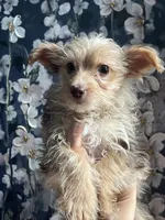 Josie , a female Yorkshire Terrier for sale in Dawsonville, GA – 3 of 3
