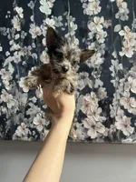 Grace , a female Yorkshire Terrier for sale in Dawsonville, GA – Photo 1 of 2