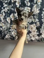 Grace , a female Yorkshire Terrier for sale in Dawsonville, GA – Photo 2 of 2