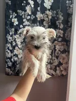 Pickles , a male Miniature Schnauzer for sale in Dawsonville, GA – 1 of 3