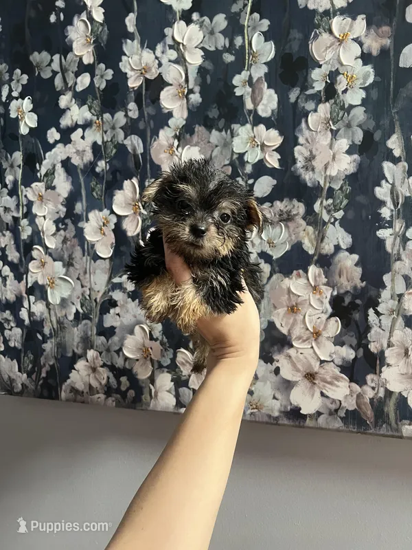 Duke , a male Yorkshire Terrier for sale in Dawsonville, GA – Photo 1 of 1