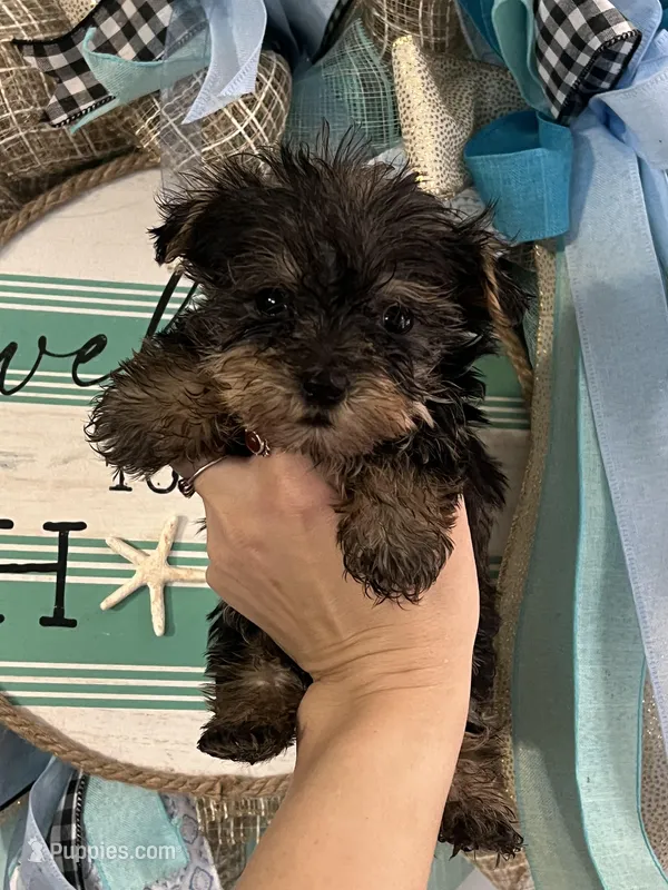 Jesse  – Yorkshire Terrier puppy for sale in Dawsonville, GA
