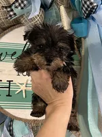 Jesse , a male Yorkshire Terrier for sale in Dawsonville, GA – 1 of 2