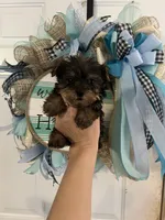 Jesse , a male Yorkshire Terrier for sale in Dawsonville, GA – 2 of 2