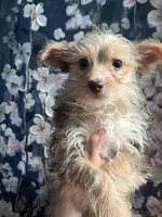 Josie , a female Yorkshire Terrier for sale in Dawsonville, GA – 2 of 3