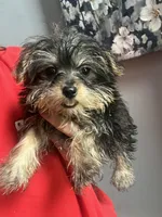 Freddie , a male Yorkshire Terrier for sale in Dawsonville, GA – 2 of 2