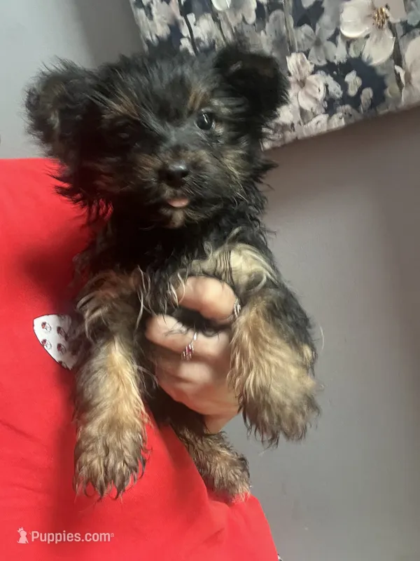 Sally  – Yorkshire Terrier puppy for sale in Dawsonville, GA