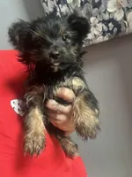 Sally , a female Yorkshire Terrier for sale in Dawsonville, GA – 1 of 3