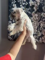 Pickles , a male Miniature Schnauzer for sale in Dawsonville, GA – 2 of 3