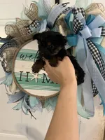 Sally , a female Yorkshire Terrier for sale in Dawsonville, GA – 2 of 2