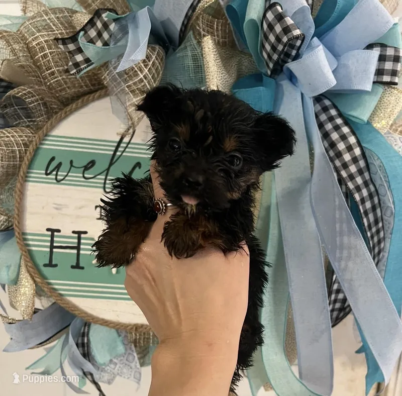 Sally  – Yorkshire Terrier puppy for sale in Dawsonville, GA