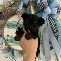 Sally , a female Yorkshire Terrier for sale in Dawsonville, GA – 1 of 2