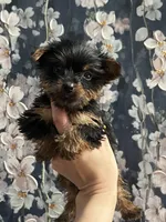 Jessie, a female Yorkshire Terrier for sale in Dawsonville, GA – Photo 2 of 2