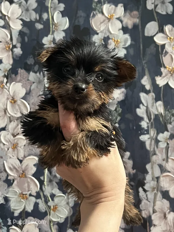 Jessie, a female Yorkshire Terrier for sale in Dawsonville, GA – Photo 1 of 2