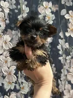 Jessie, a female Yorkshire Terrier for sale in Dawsonville, GA – Photo 1 of 2