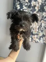 Shadow , a male Yorkshire Terrier for sale in Dawsonville, GA – 1 of 4
