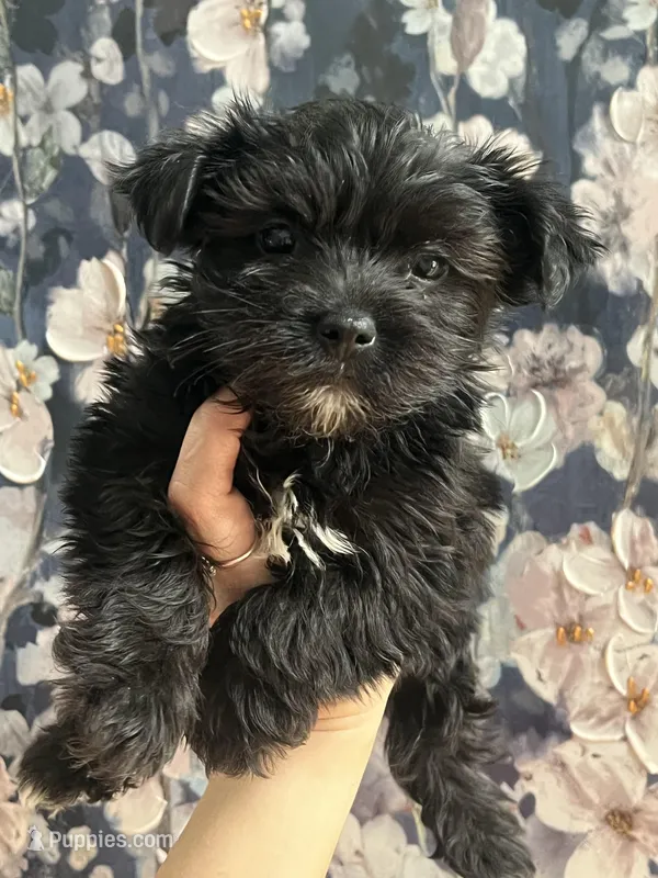 Shadow , a female Yorkshire Terrier for sale in Dawsonville, GA – Photo 1 of 1