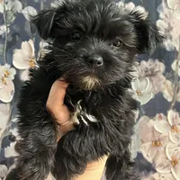 Shadow , a male Yorkshire Terrier for sale in Dawsonville, GA – 2 of 4