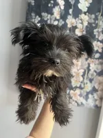 Shadow , a male Yorkshire Terrier for sale in Dawsonville, GA – 4 of 4