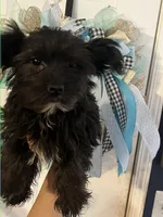 Shadow , a male Yorkshire Terrier for sale in Dawsonville, GA – 3 of 4
