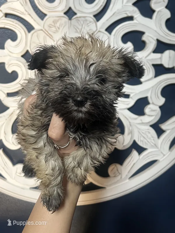 Hank  – Miniature Schnauzer puppy for sale in Dawsonville, GA